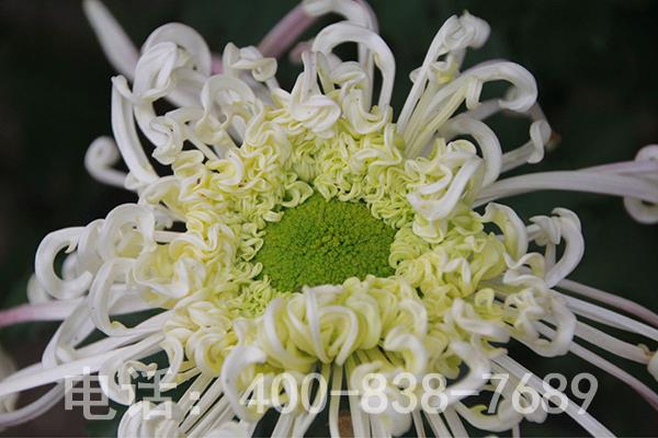 白色菊花