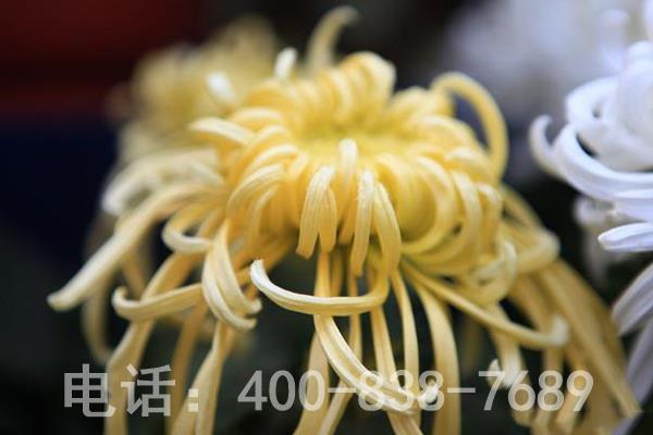 黄色菊花