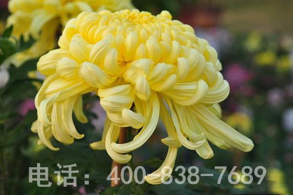 黄色菊花